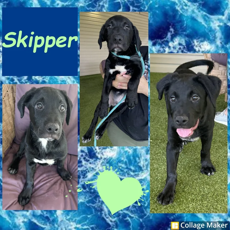 Skipper