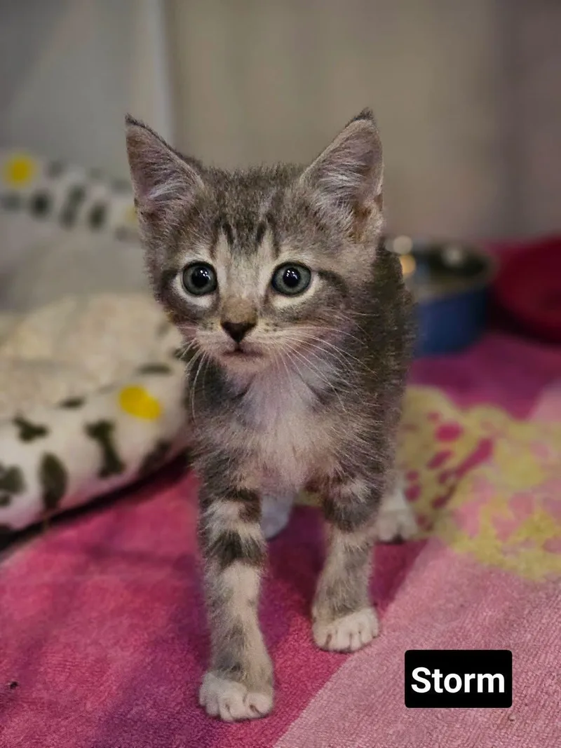 A baby medium-sized female American Shorthair cat named Storm for adoption in Greensboro, AL