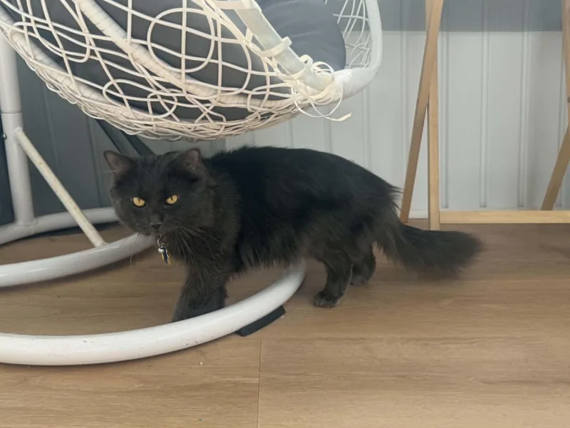 A young medium-sized male Gray / Blue / Silver Domestic Long Hair cat named Ares for adoption in Chicopee, MA