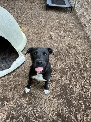 A baby medium-sized male Mixed Breed dog named Pauly for adoption in Cumming, GA