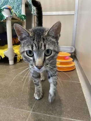 An adult small-sized male Domestic Short Hair cat named Milton for adoption in Bellevue, WA