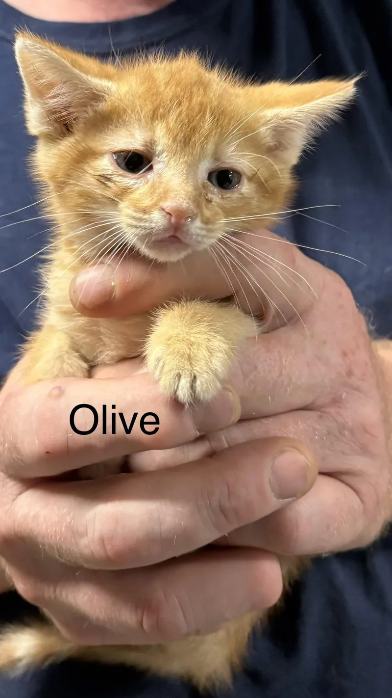 A baby medium-sized female Orange / Red Domestic Short Hair cat named Olive for adoption in White Bluff, TN