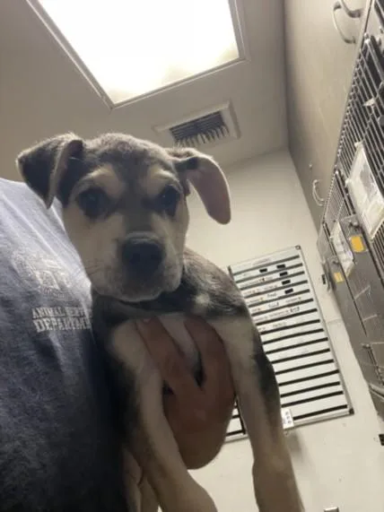 A baby small-sized female German Shepherd Dog dog named Mocha for adoption in Van Nuys, CA