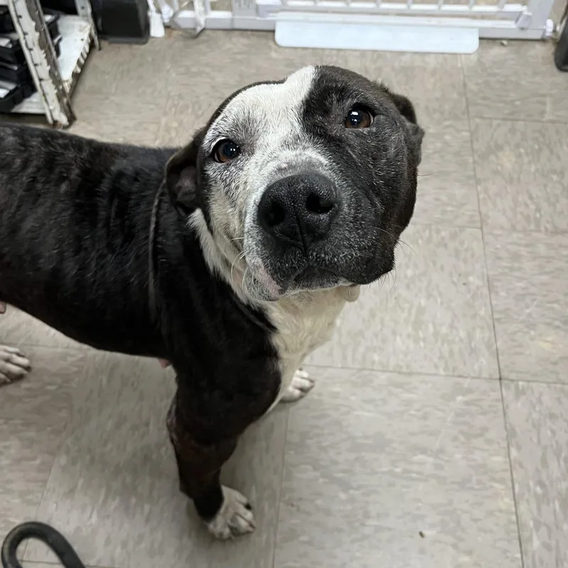An adult medium-sized female Black American Staffordshire Terrier dog named Jaisha for adoption in Birmingham, AL