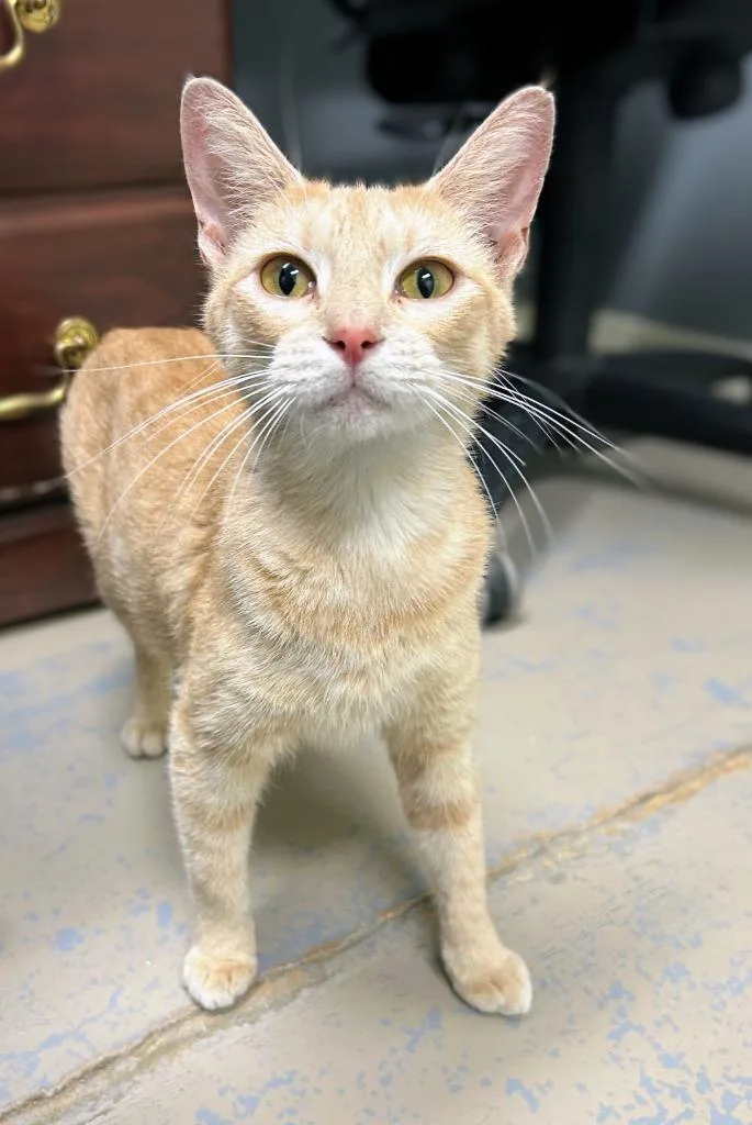 A young medium-sized female Domestic Short Hair cat named Sunny for adoption in Bryant, AR