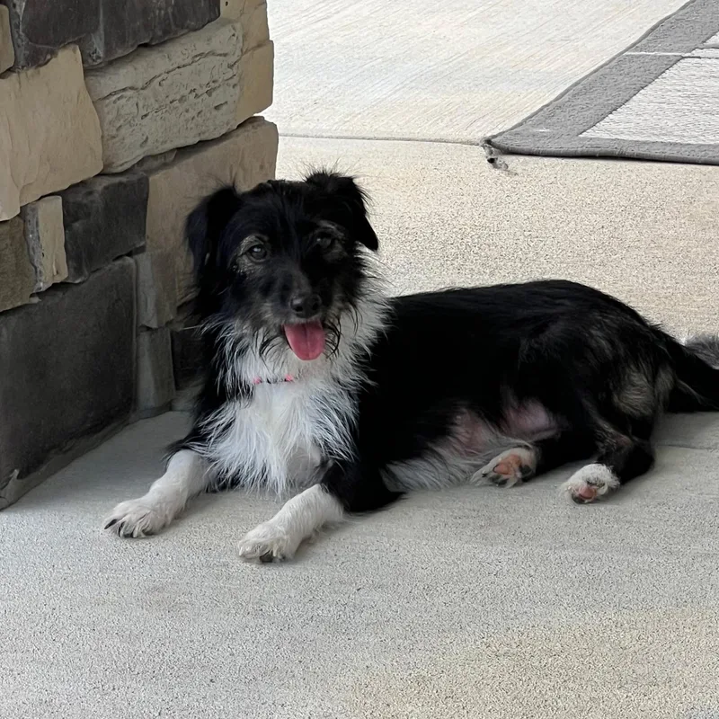 An adult small-sized female Terrier dog named Flower for adoption in Hughesville, MD
