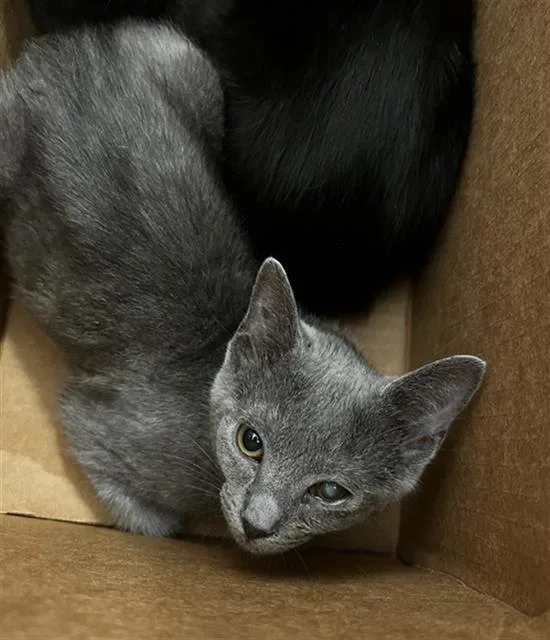 A baby medium-sized female Domestic Short Hair cat named Griselda for adoption in Dallas, TX