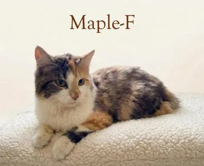 Maple