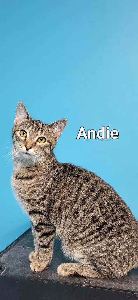 An adult medium-sized female Domestic Short Hair cat named Andie for adoption in Kendallville, IN