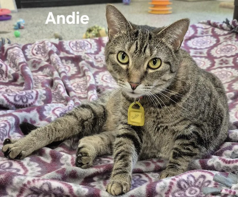 Andie thumbnail 2