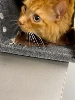 A young small-sized male Domestic Short Hair cat named Farayer for adoption in Saint Cloud, FL