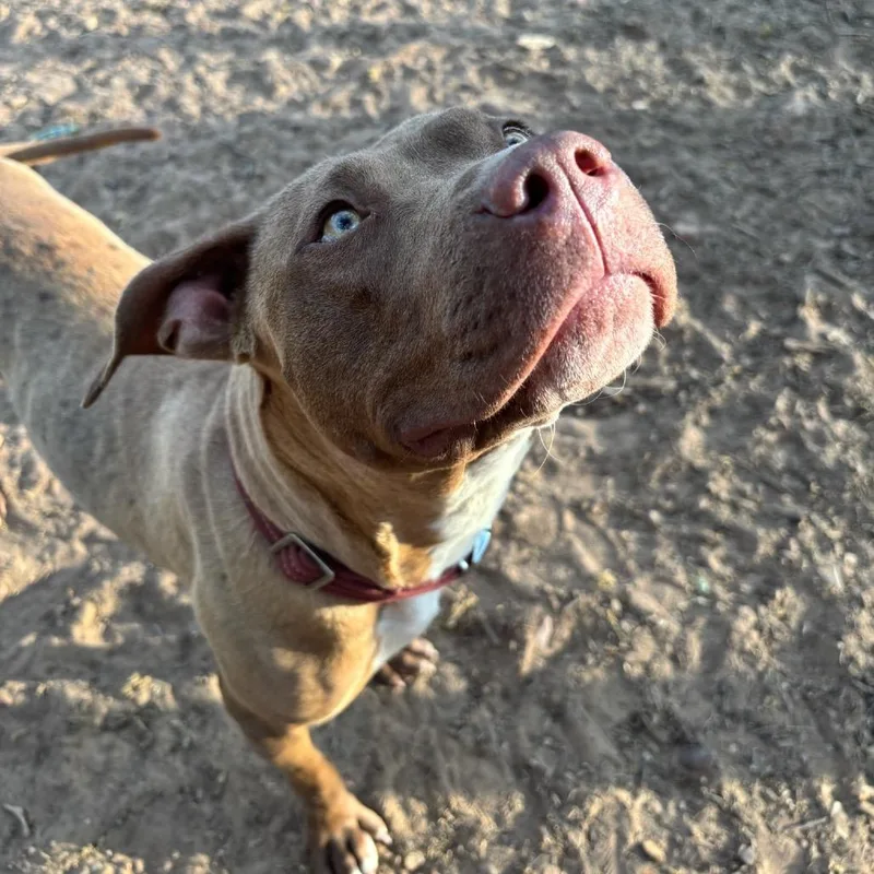 An adult medium-sized female Black American Staffordshire Terrier dog named Freya for adoption in Cedar Creek, TX