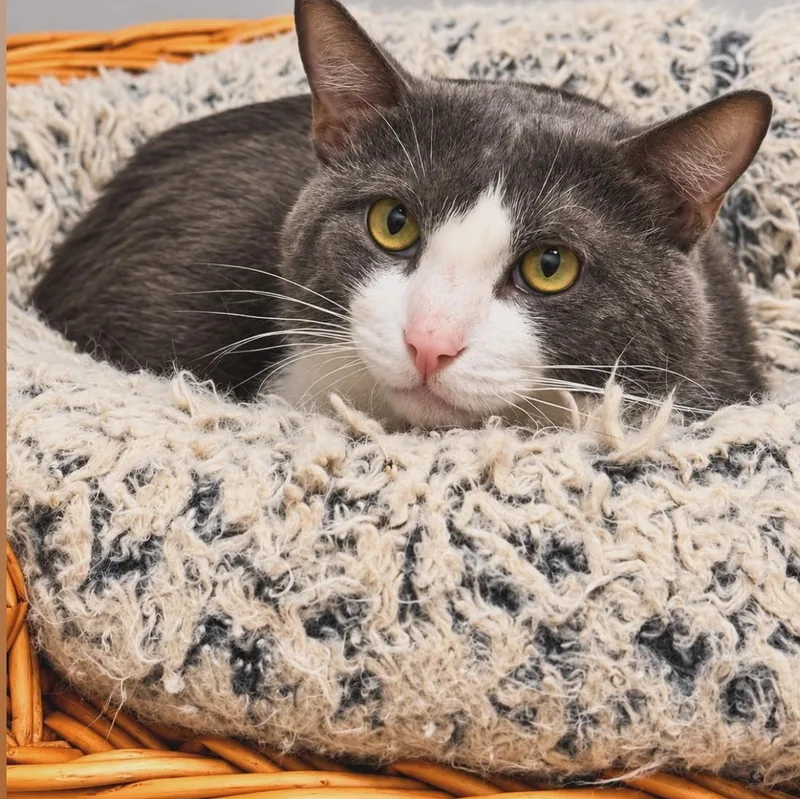 An adult medium-sized male Domestic Short Hair cat named Donnie for adoption in Syosset, NY
