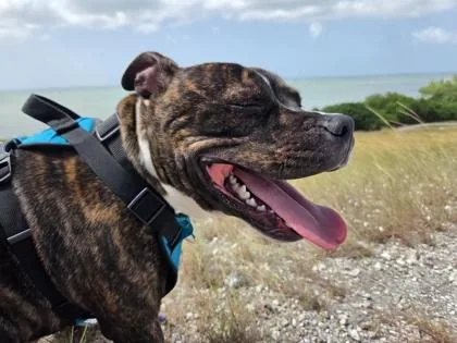 A young medium-sized male Brindle American Staffordshire Terrier dog named Zeus for adoption in Key West, FL