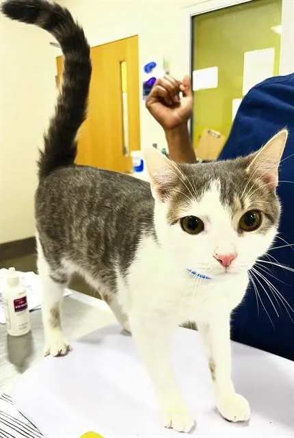 An adult small-sized male Domestic Short Hair cat named Gideon for adoption in Upper Marlboro, MD