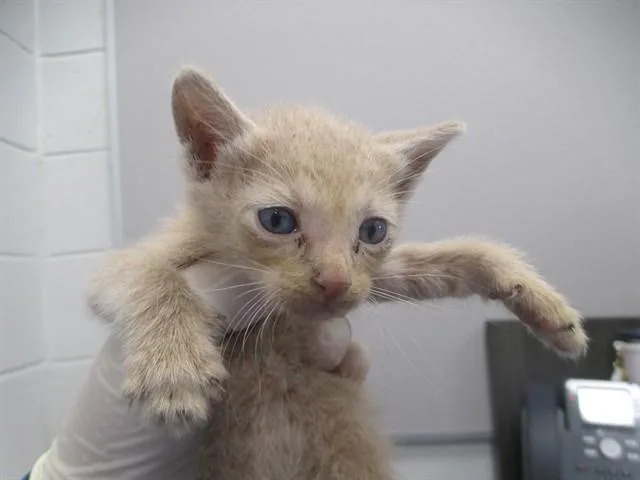 A baby small-sized male Domestic Short Hair cat named Snail for adoption in Ocala, FL