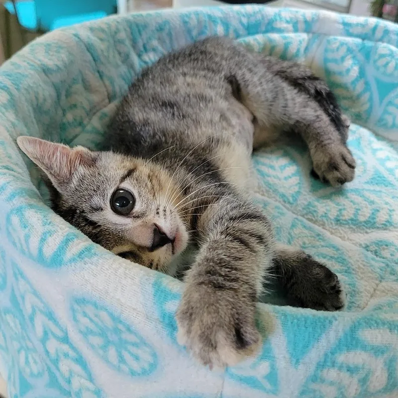 A baby small-sized female Brown / Chocolate Domestic Short Hair cat named Grill Master for adoption in Chicago, IL