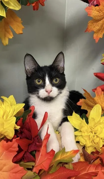 A baby medium-sized male Domestic Short Hair cat named Socks for adoption in Picayune, MS