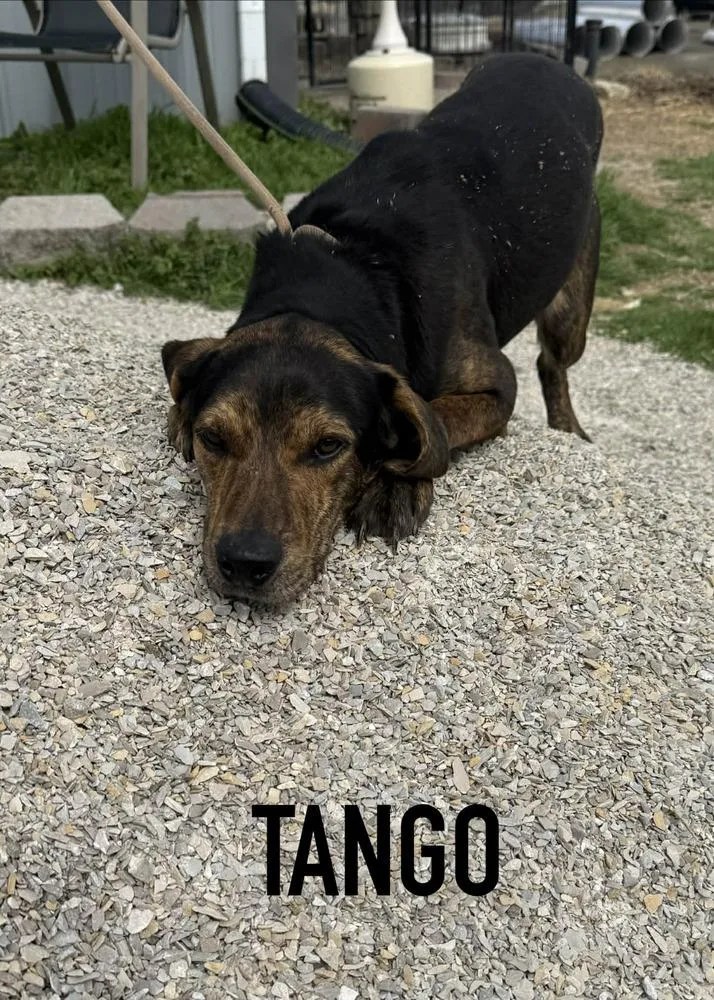 Tango