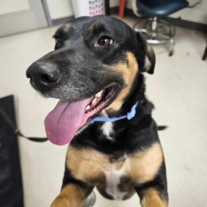 An adult small-sized female Shepherd dog named Hazel for adoption in Evansville, IN