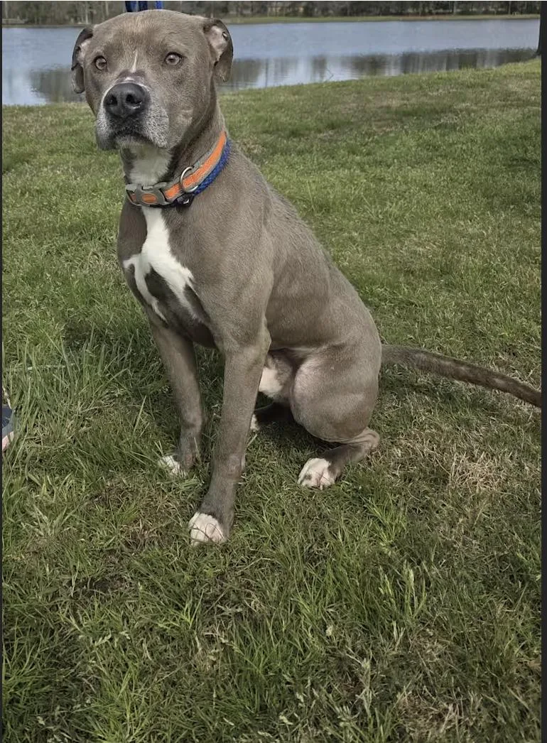 An adult medium-sized male American Bulldog dog named Blue for adoption in Raymond, MS