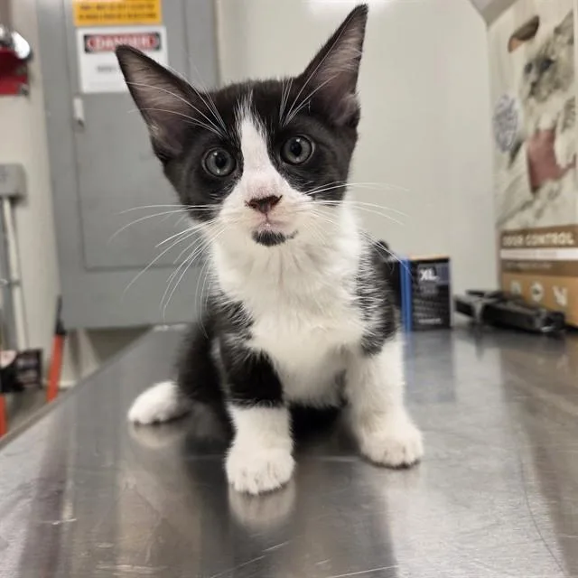 A baby small-sized female Domestic Short Hair cat named Willow for adoption in Ontario, CA
