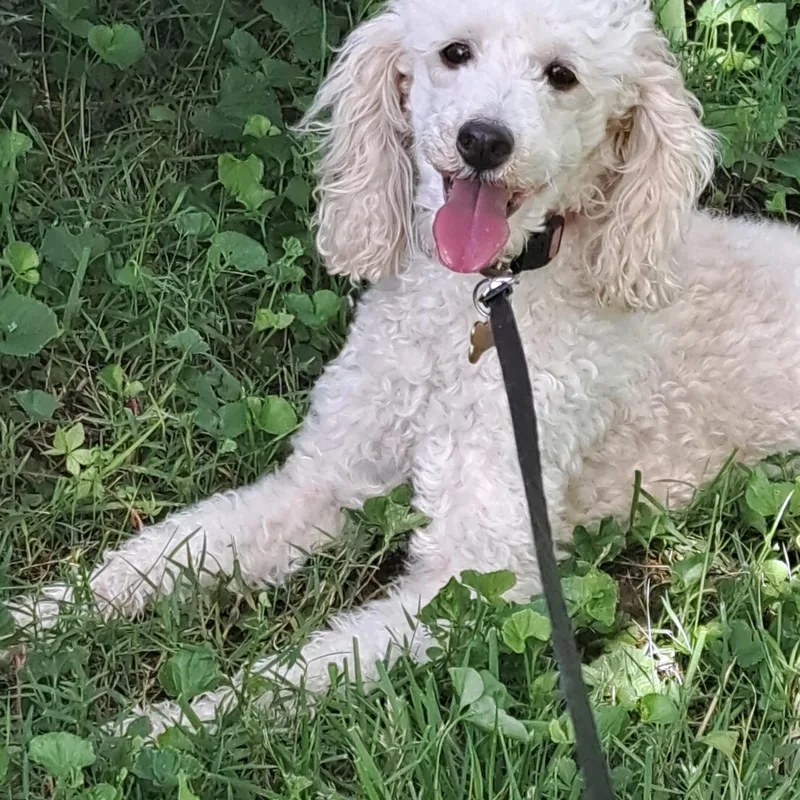 Sadie