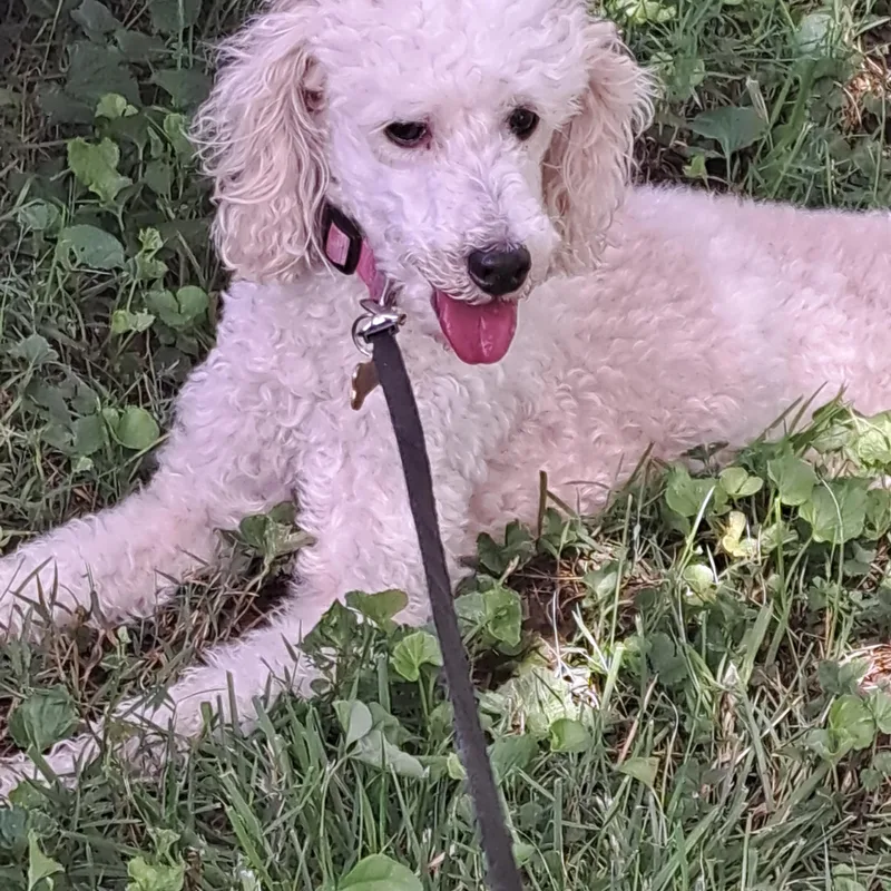 Sadie thumbnail 2