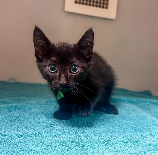A baby small-sized male Domestic Short Hair cat named Reef for adoption in Statesville, NC