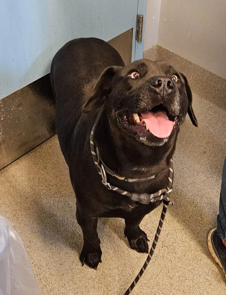 An adult medium-sized male Pit Bull Terrier dog named Hoss for adoption in Bloomington, IN