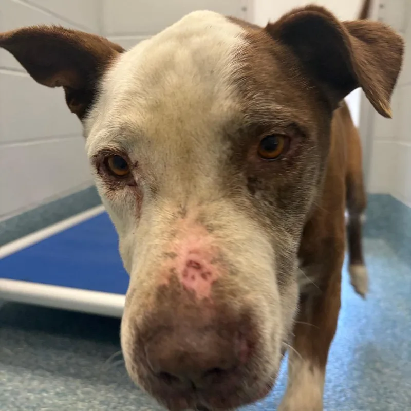 A senior large-sized male Brown / Chocolate Pit Bull Terrier dog named Collin for adoption in Greensboro, NC