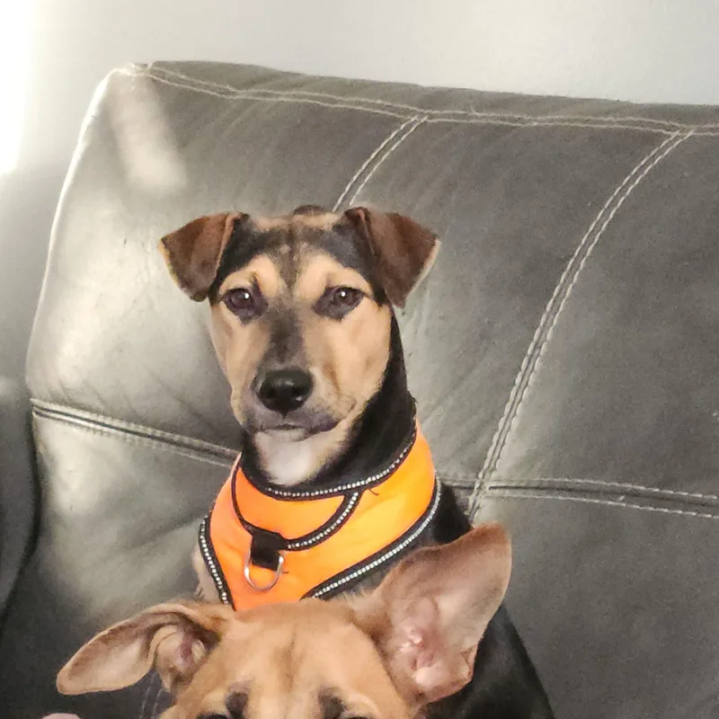 A baby medium-sized female Bicolor Mixed Breed dog named Prada for adoption in Baldwin, MD