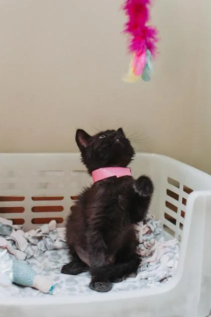 A baby small-sized female Domestic Short Hair cat named A Mary Petsmart North for adoption in North Charleston, SC