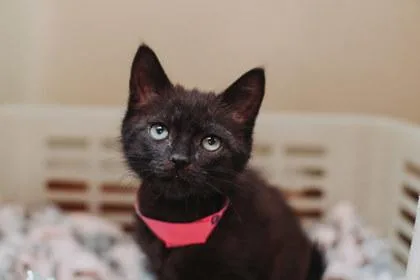 A Mary Petsmart North thumbnail 2