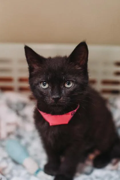 A Mary Petsmart North thumbnail 3