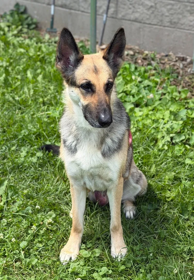 Pepper