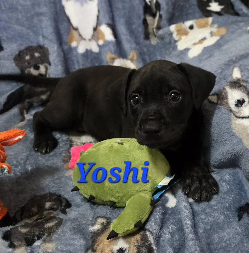 A baby medium-sized male Black Labrador Retriever dog named Yoshi for adoption in Huntington, NY