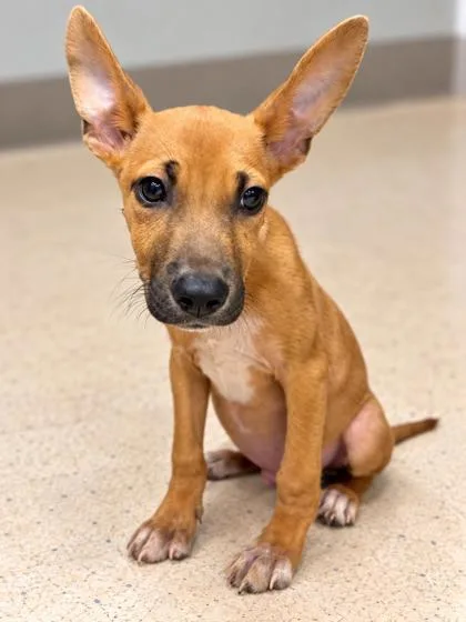 A young medium-sized male Mixed Breed dog named Brax for adoption in Gulfport, MS