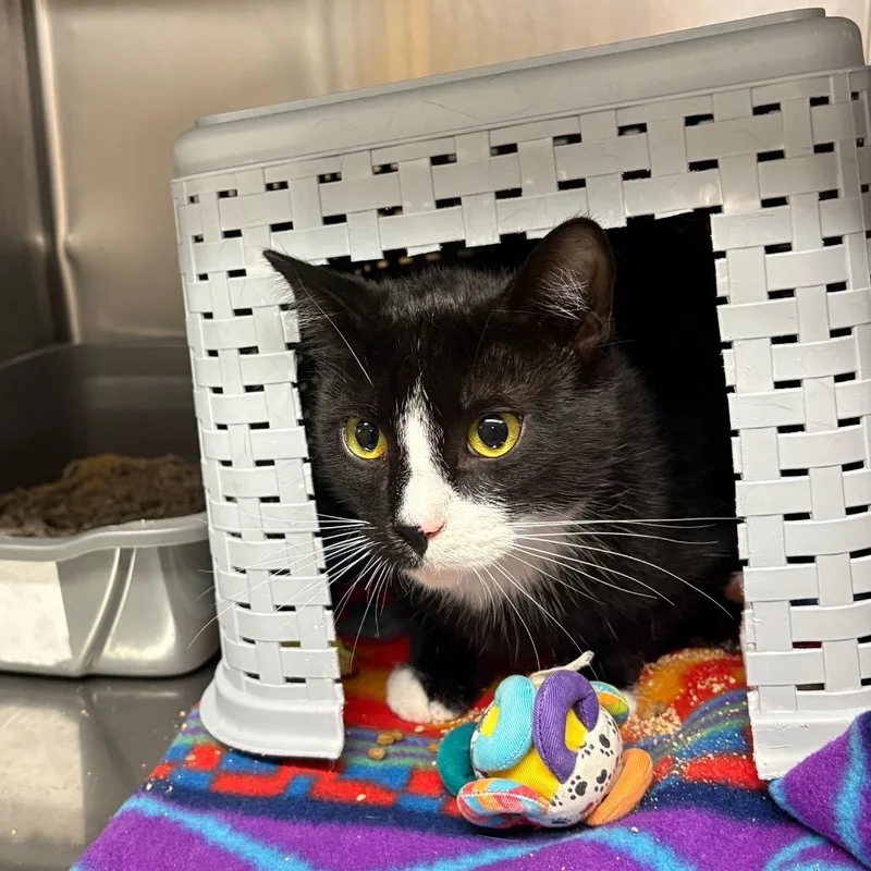 A young large-sized male Black Domestic Short Hair cat named Fig for adoption in Spokane, WA
