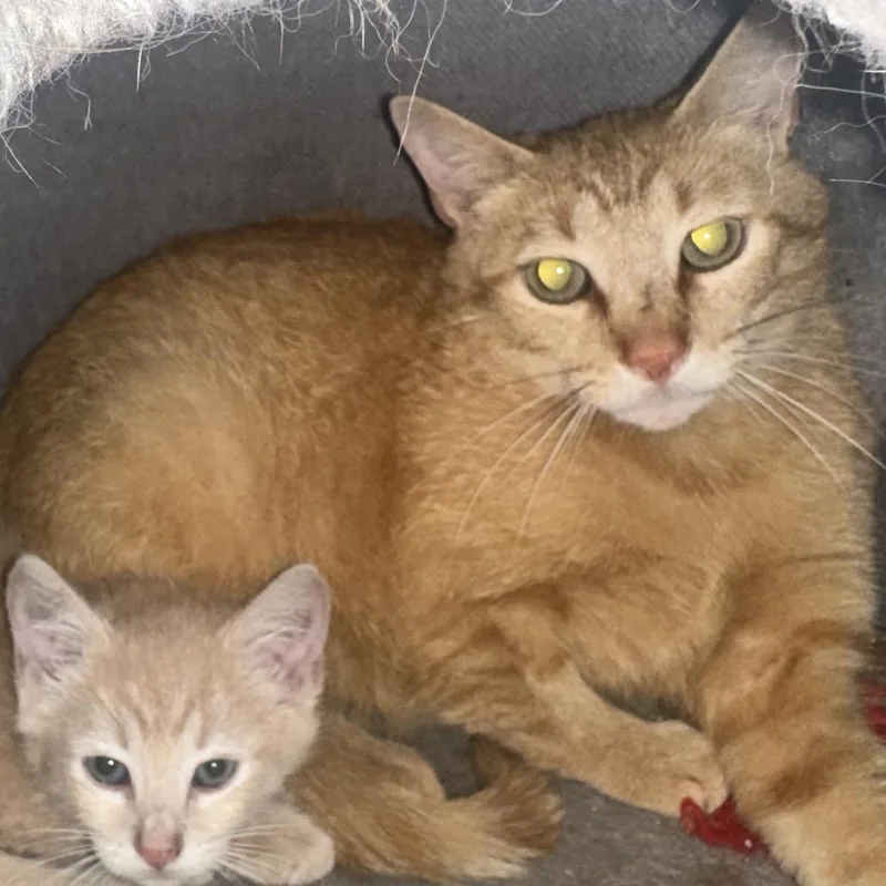 An adult small-sized female Orange / Red Domestic Short Hair cat named Lucy for adoption in Nokesville, VA