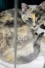 A senior medium-sized female Tortoiseshell Domestic Short Hair cat named Elsa for adoption in Moline, IL