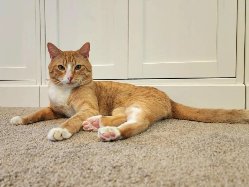 A young medium-sized male Domestic Short Hair cat named Twiz for adoption in Hoover , AL
