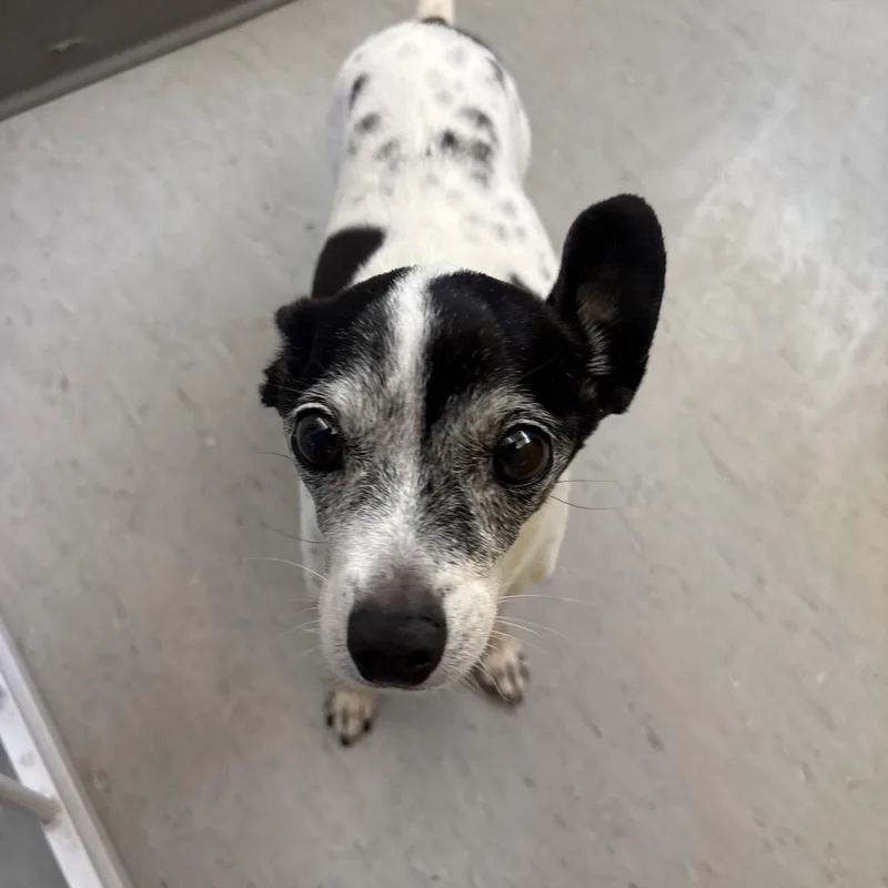 A senior small-sized female Chihuahua dog named Henrietta for adoption in Phoenix, AZ