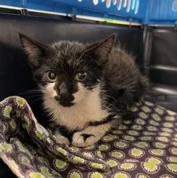 A baby medium-sized female Black & White / Tuxedo Domestic Short Hair cat named Dag for adoption in Athens, GA