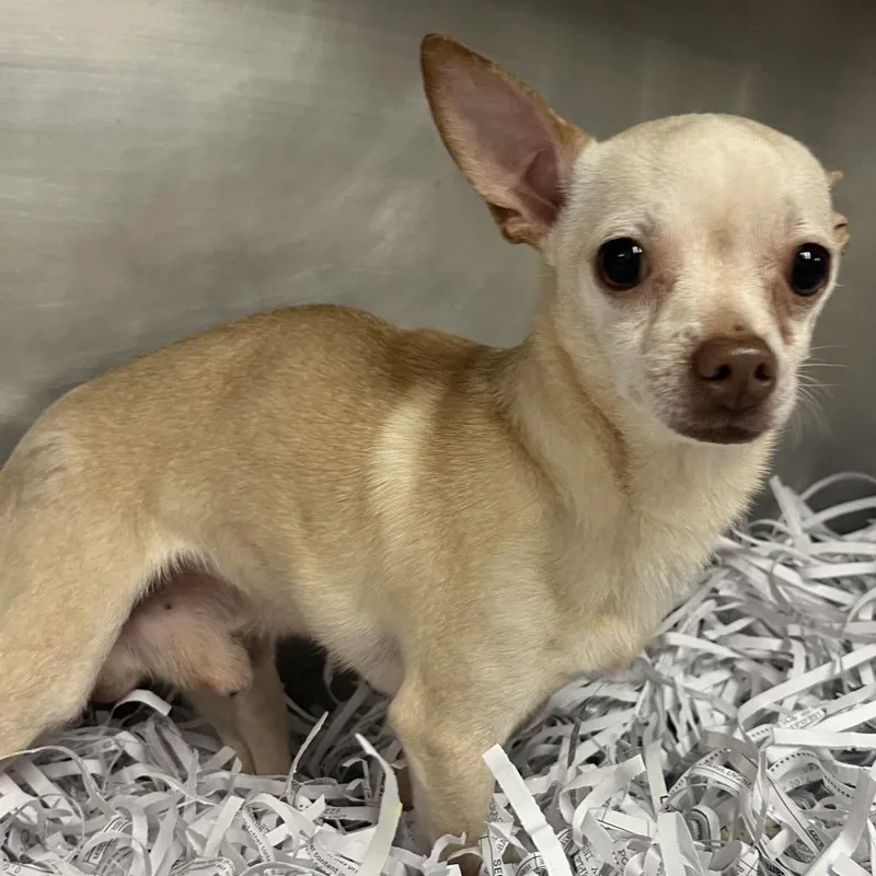 A young small-sized male Brown / Chocolate Chihuahua dog named Richard for adoption in Jacksonville, AR