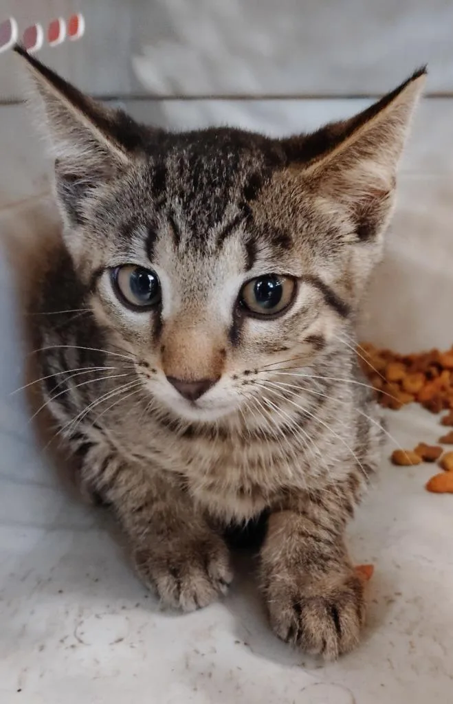 Chester