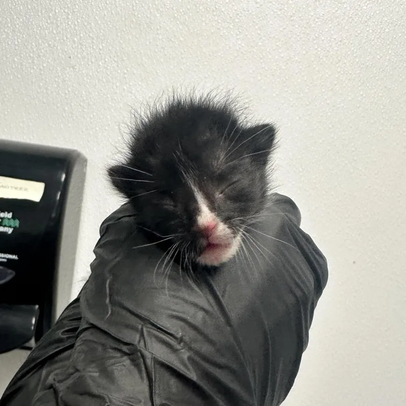 A baby small-sized male Black Domestic Short Hair cat named Bosch for adoption in Abilene, TX