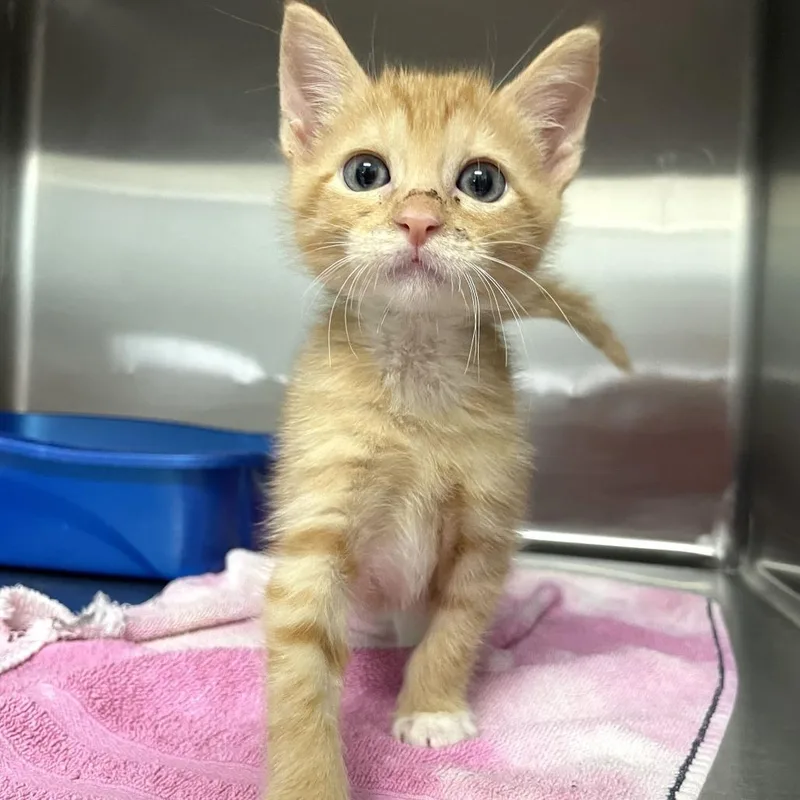 A baby small-sized female Orange / Red Domestic Short Hair cat named Tuck and Roll for adoption in Carencro, LA
