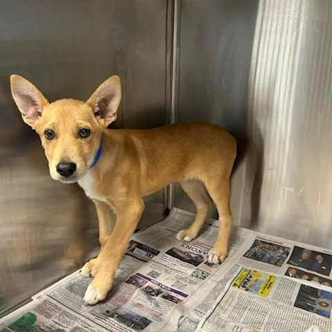 A baby small-sized male Apricot / Beige Mixed Breed dog named Nirvana for adoption in Knoxville, TN