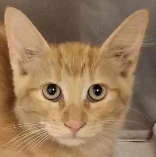 A baby medium-sized male Domestic Medium Hair cat named Fanta for adoption in Brenham, TX